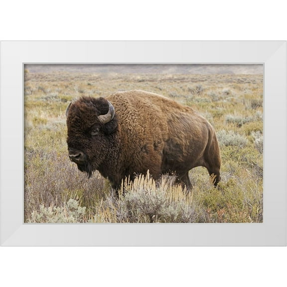 Jones, Adam 14x11 White Modern Wood Framed Museum Art Print Titled - American Bison in sagebrush meadow Grand Teton National Park