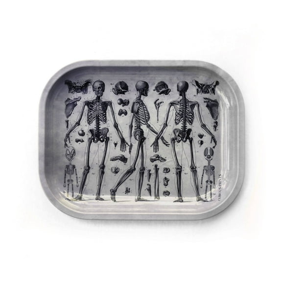 Small Metal Skeleton Diagram Trinket Tray / Vintage Anatomy