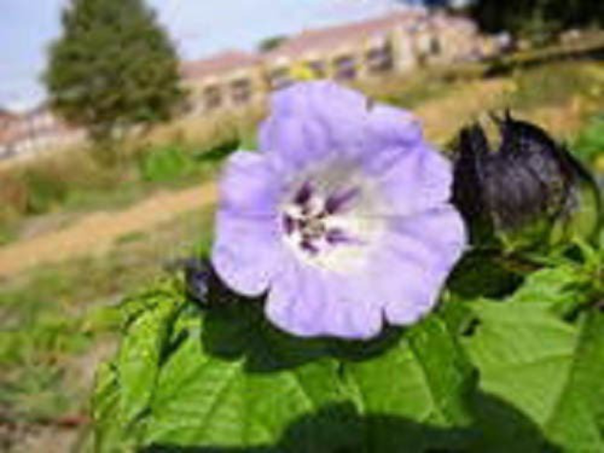 100 APPLE OF PERU Shoofly Plant Nicandra Physalodes Violet Blue Flower Seeds - image 2 of 5