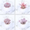 thumbnail image 2 of Succulent Artificial Plants,Faux Succulents in Pots,Small Fake Pink Plants for Office,Table,Desk,Bathroom,Bedroom,Aesthetic Room Shelves Decor,Cute Fake Succulents in 4 White Ceramic Pots, 2 of 7