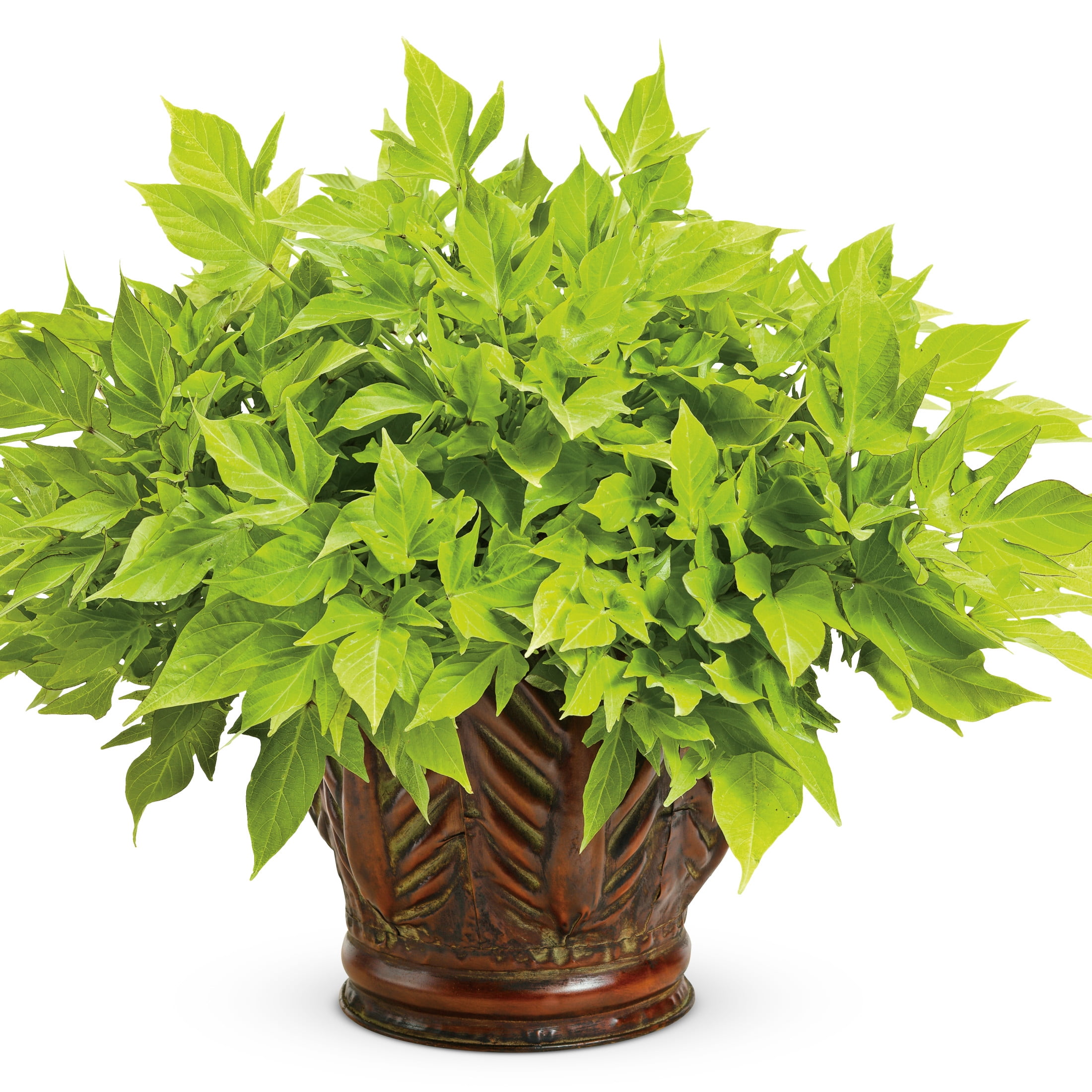 Proven Winners 4" Sweet Caroline Light Green Sweet Potato Vine Live Plant in 4.25" Pot (4 Count)