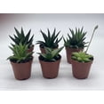 thumbnail image 4 of Haworthia Variety Assortment, 6 Different Haworthia Plants, in 2 inch pots, Super Cute, Best Gift, Plant Collection Set, Variety Bundle, 4 of 8