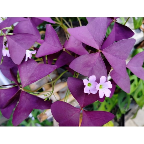 Purple Oxalis Triangularis Bulbs – 10 Pack | Purple Shamrock Plant for Indoor or Outdoor Growing