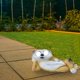 thumbnail image 3 of Luzes Solares Al Aire Libre Casa Al Aire Libre, Patio, Jardín, Luzes Solares, Decoraciones de Resina de Hurón Simuladas, Artesanías Decorativas Luzes Solares Al Aire Libre Jardín, 3 of 5