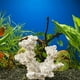 thumbnail image 5 of Anémona Decorativa para Acuario, Nido, Figura Decorativa para Acuario, Refugio para Peces, Cueva de Cría, Escondite para Cría en Acuario Estilo C, 5 of 7