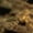 99#beige, variant on Skull Aquarium Reptile Hideout Cave, PVC Shelter Terrarium Decor for Turtle Lizard Gecko and Snake, Basking Terrace Hidden Cave for Reptile Tank, Easy Clean Elevated Base Reptile Ornament