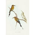 thumbnail image 2 of Gould, John 13x18 Black Modern Framed Museum Art Print Titled - Australian Bee-eater-Merops ornatus, 2 of 4