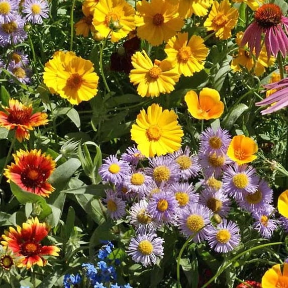 Pollinator Mix - Bee Feed Mix - 2 g - Honey Bee Friendly Flower Gardening Seeds - Mix of Annuals & Perennials - Open Pollinated