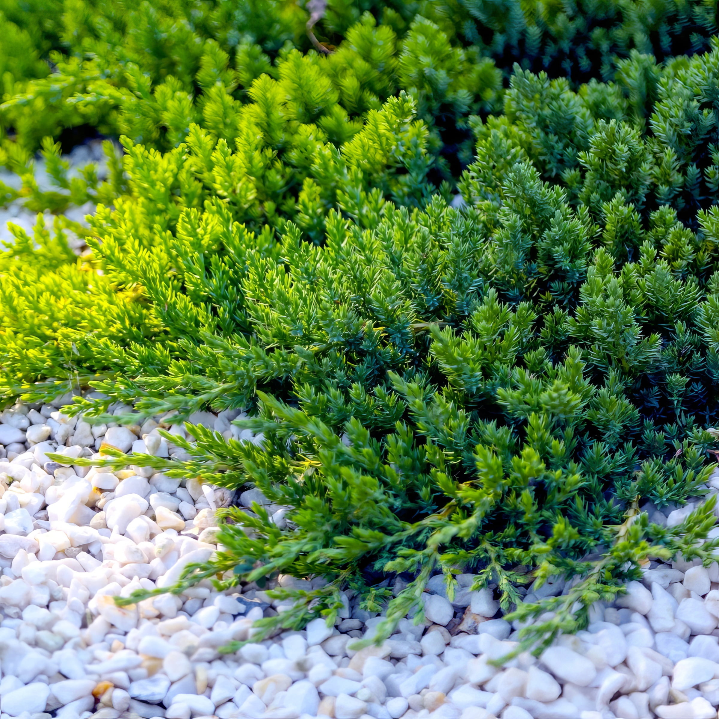 Live Shrub 1 gal Juniper 'Blue Pacific' with Full Sunlight