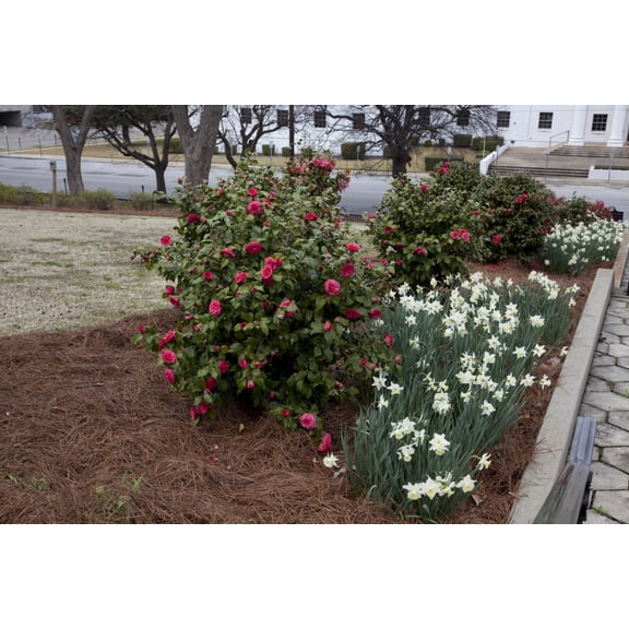Print: Camellias, Which Are The Alabama State Flower, Bloom In Profusion