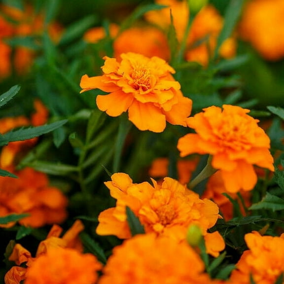 French Marigold TANGERINE 100 Seeds - Mother Nature's Seeds - Wildflower Seeds - Flower Seeds for Planting - Non-GMO