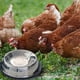 thumbnail image 4 of Heated Feeding Bowl Winter - Heated Water Bowl Cat, Heated Dog Bowl with Temperature Control, Heated Water Bowl Pet Heated Pet Bowl Dog Bowl Food Bowl, 4 of 4