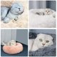 thumbnail image 2 of Cama para mascotas para gatos y perros, cama redonda de felpa para perros, cama para gatos con forma de donut, 2 of 5