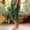 Green, variant on Women's Side Split Stretch Capris Elastic Waist 7/8 Length Casual Daily Bottoms Solid Color Soft Stretchy Comfortable Wear Trousers with Pockets
