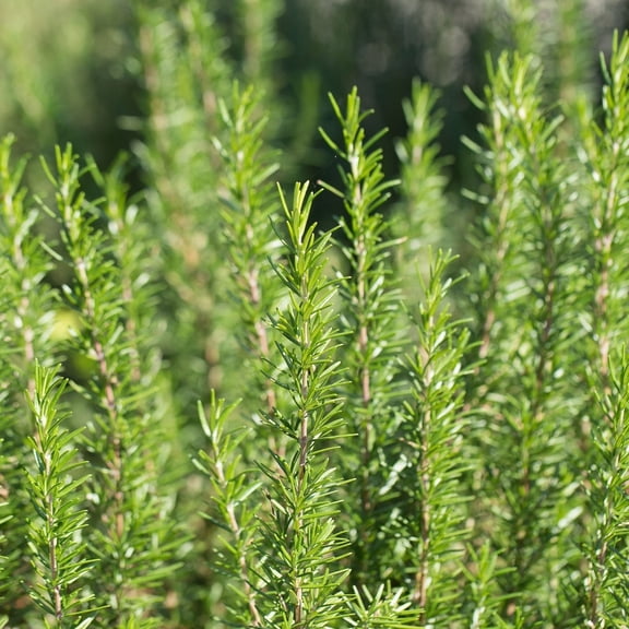 Barbeque Rosemary Plants, 2 Live Herb Plants in 4 in Pots, Non-GMO