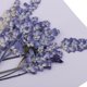 thumbnail image 5 of 20 piezas de flores secas naturales reales para adornos de fundición de resina de bricolaje, 5 of 9