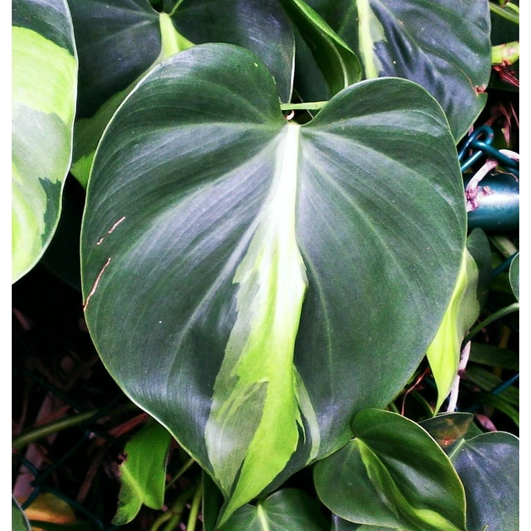 Philodendron Brasil-Variegated Heartleaf-Air Purifying Plant 6" Pot -  Walmart.com