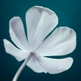 thumbnail image 2 of Frank, Assaf 20x20 White Modern Wood Framed Museum Art Print Titled - Tulip flower, close-up, 2 of 4