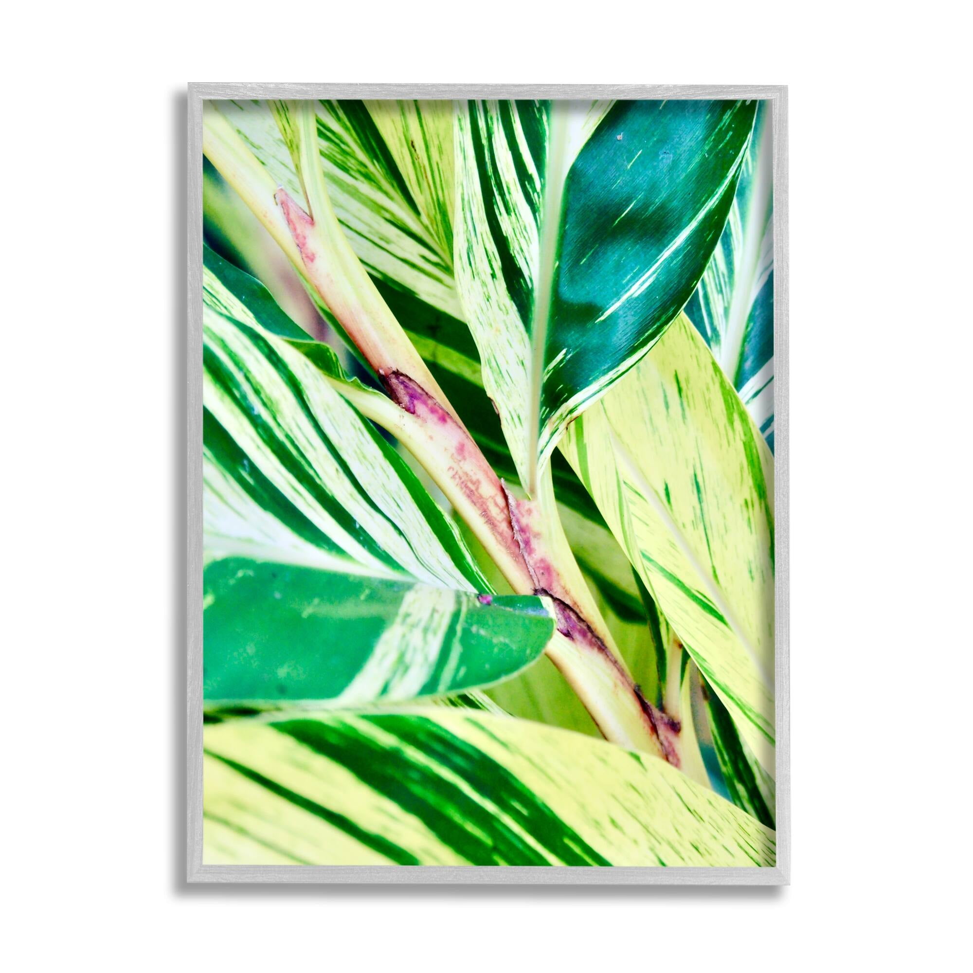 Stupell Industries Tropical House Plant Leaves Close Up Photography Photograph Gray Framed Art Print Wall Art, Design by Gail Peck