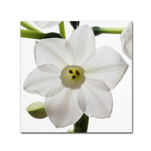 Trademark Fine Art "Paper White 2" Canvas Art by Kurt Shaffer