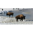 thumbnail image 2 of Renkin, Diane 18x11 Black Ornate Wood Framed with Double Matting Museum Art Print Titled - Bison along the Gibbon River, Yellowstone National Park, 2 of 4