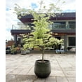 thumbnail image 5 of Pot de Jardinière en Résine Côtelé Moderne et Élégant avec Trou de Drainage – Grand Pot de Fleurs Ou Arbre Intérieur Extérieur - Léger Résistant aux Intempéries pour Patio Balcon (Noir Vintage, 3 Tailles Combinées : 11.8 Pouces + 15.7 Pouces + 21 Pouces), 5 of 5