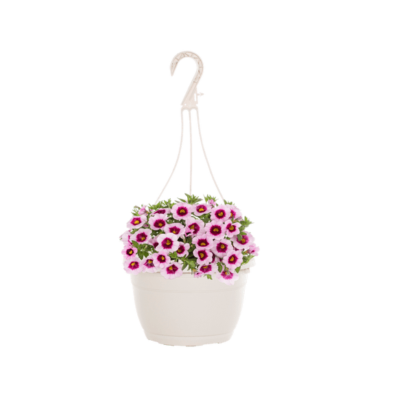 Expert Gardener 1.5gal Pink Calibrachoa Live Annual Plant Hanging Basket Sun