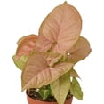 thumbnail image 3 of Syngonium 'Strawberry' Live Plant for Indoor | Different Houseplants in 4'' & 6'' Pot | Real House Plant for Living Room, Office, Desk & Bathroom | Goosefoot Plant | Nephthytis | Elephant Ear, 3 of 6