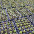 thumbnail image 3 of 200Cells Seedling Growing Cases Germination Plant Propagation Nursery Seed Tray, 3 of 7