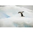 thumbnail image 2 of Grall, Don 18x13 Gold Ornate Wood Framed with Double Matting Museum Art Print Titled - Antarctica A gentoo penguin on an iceberg, 2 of 4