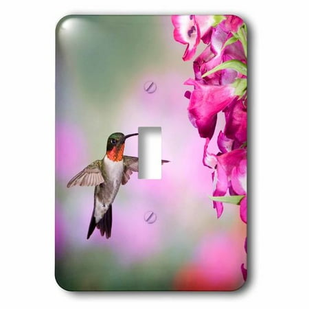 Humminbird Switch - 3dRose Illinois, USA - Ruby-throated Hummingbird., Single Toggle Switch