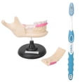thumbnail image 1 of Raíz Caries Dientes Dientes Enfermedad Dental Anatómico Biológico Dentista Modelo de Enseñanza, 1 of 8