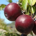 thumbnail image 5 of Arkansas Black Apple Live Tree - 7 Gallon Bareroot, 5 of 6