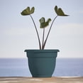 thumbnail image 2 of Bloem Ariana 12" Self-Watering Plastic Planter - Rolled Rim Indoor/Outdoor Garden Pot, Charleston Green, 2 of 7