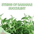 thumbnail image 2 of String of Bananas, Curio radicans, Very Filled in a 4 inch Pot, 2 of 8