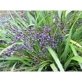 thumbnail image 4 of Flax Lily Dianella  2 Extra Large 3 Gallon Plants  Dianella tasmanica  Hardy Perennial  Shade Tolerant, 4 of 8