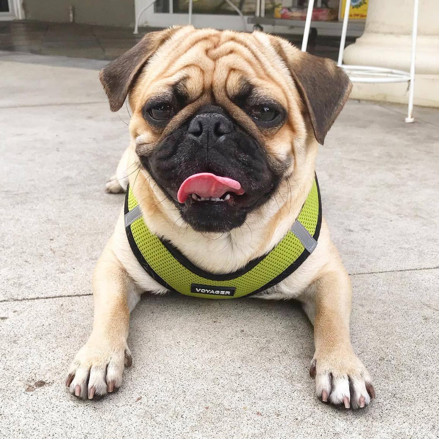 Voyager Step-in Air All Weather Mesh Harness and Reflective Dog 5 ft Leash Combo with Neoprene Handle, for Small, Medium and Large Breed Puppies - Lime/Black Trim, XX-Small