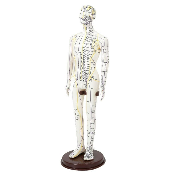Modelo de acupuntura Escultura humana multiusos Figura de PVC de 20 pulgadas de altura con Hombre duro