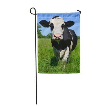 Patio Beef LADDKE Dairy Cow on Summer Pasture Agriculture Beast Beef Bevy Bloodstock Breeding Garden Flag Decorative Flag House Banner 28x40 inch ()