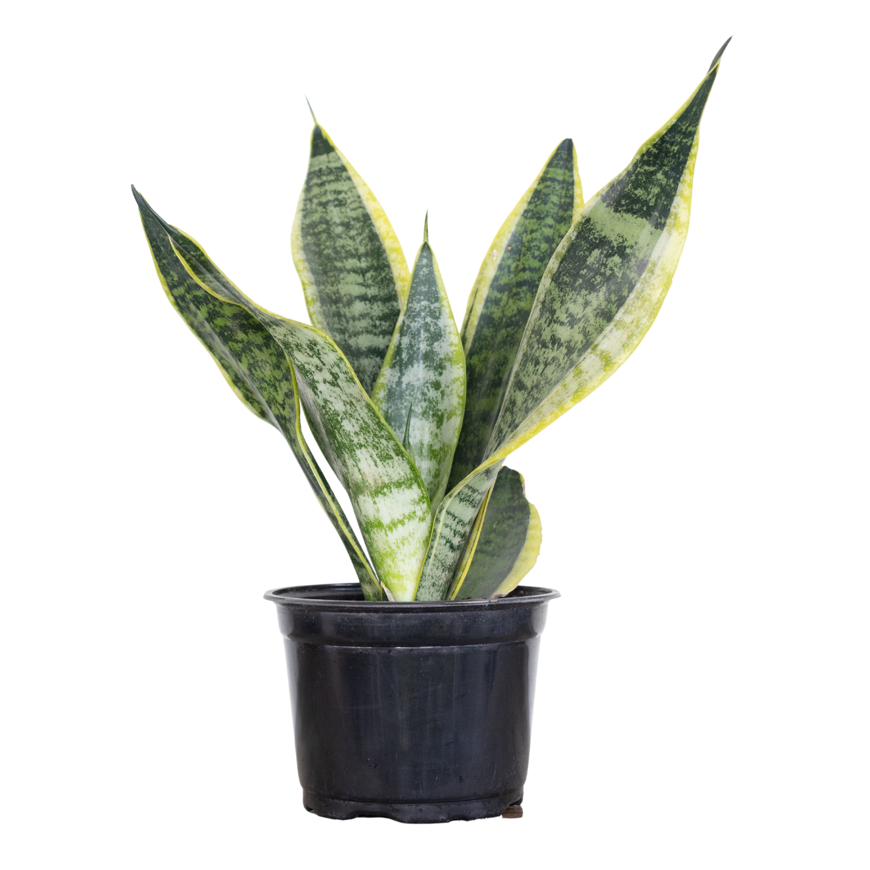 Snake Plant Live Sansevieria Laurentii 14-19 inches Tall in 6 inch Grower Pot by United Nursery