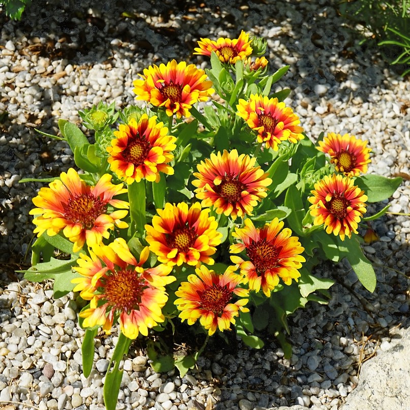 Better Homes & Gardens 2.5 Quart Multicolor Gaillardia Blanket Flower Perennial Outdoor Live Plants