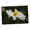 thumbnail image 2 of Gango Home Decor Matilija Poppy III by Rita Crane (Ready to Hang); One 36x24in Hand-Stretched Canvas, 2 of 4