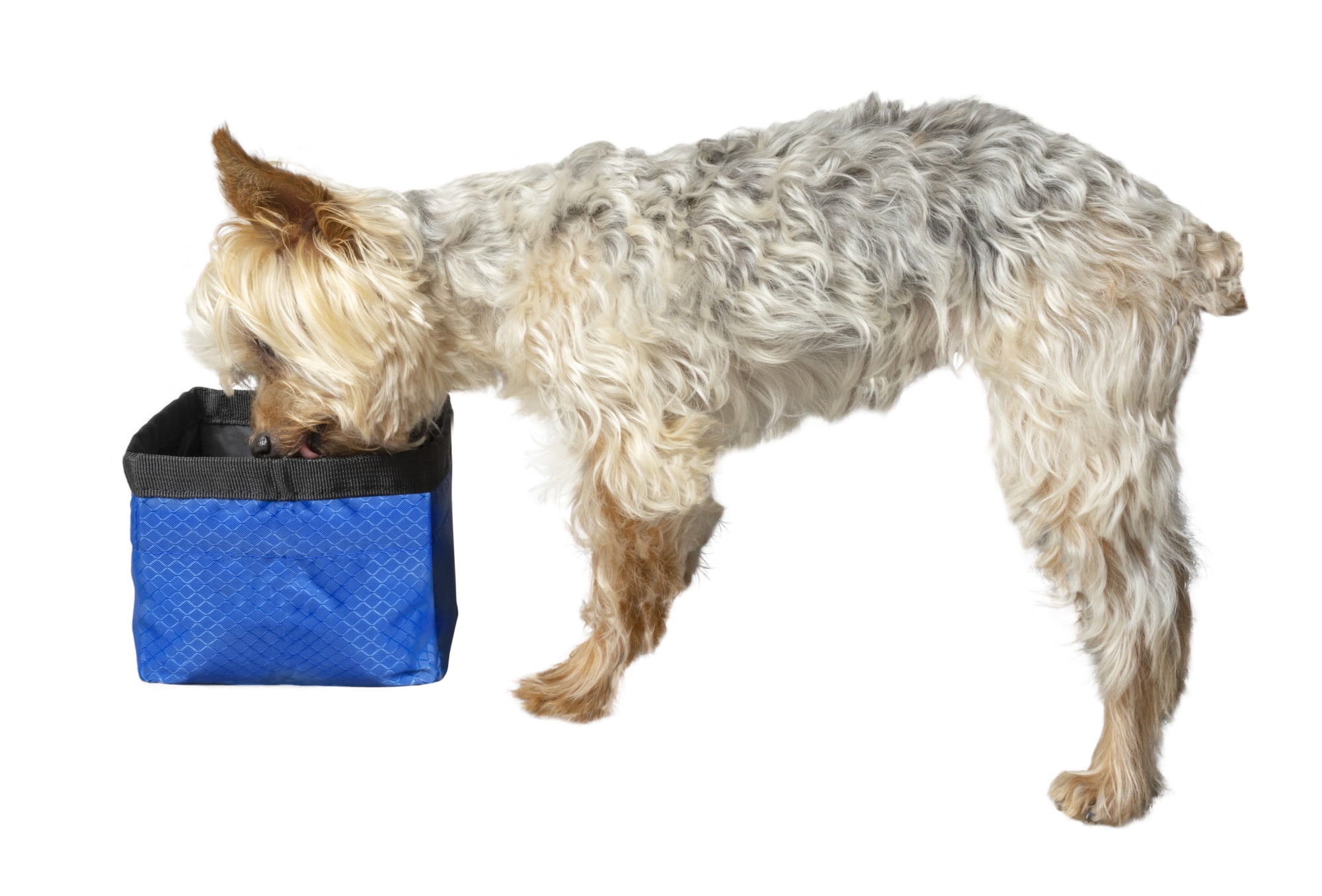 50 SMALL Portable Travel Collapsible Pet/Dog Food/Water Bowls 