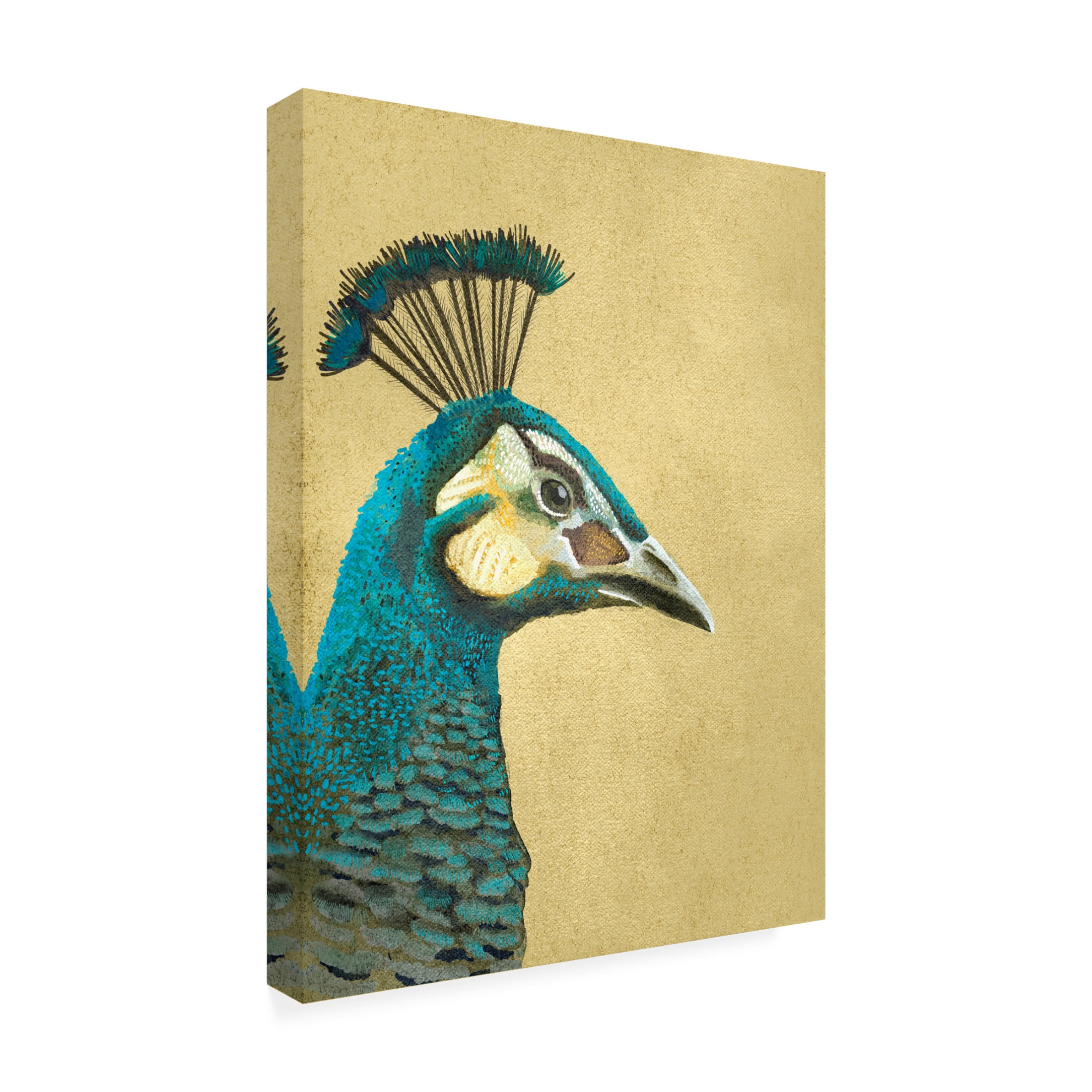 Trademark Fine Art Katie O'Shea  Peacock Profile II Canvas Wall Art