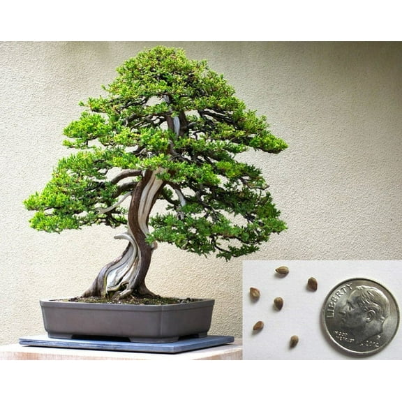 Home Shops USA 10 Bonsai Juniper Plant Seeds (10 Pack), Evergreen