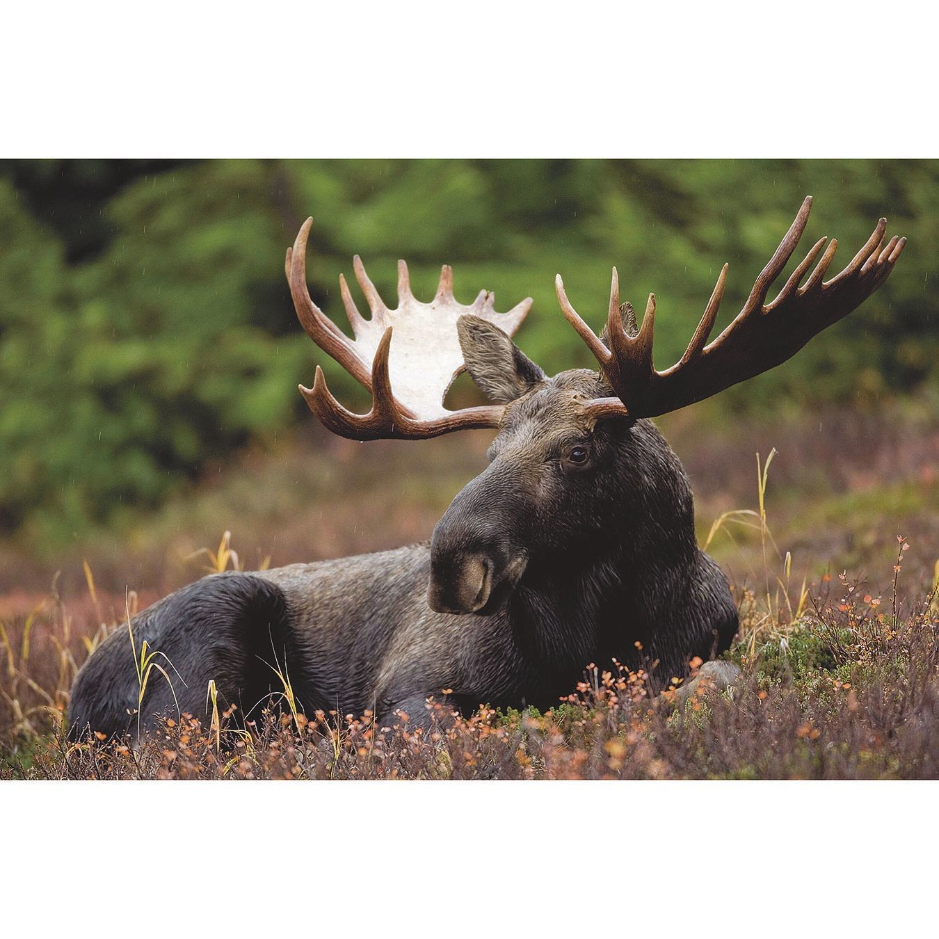 Thera-Jigsaw™ Foam Puzzles Set: Beach Sunset, Cat, Moose, and Yellow Flowers (Set of 4)