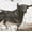 Black Bull, variant on Elephant Stock Black Bull Wall Art - Horizontal Canvas Wall Art - Living Room Wall Decor - Animal Canvas - Brown And Gray Decor By Design Fabrikken - 12" x 8"