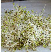 Alfalfa Seeds - Organic