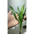 Freshwater Aquatic Java Fern Microsorum Pteropus Live Aquarium Plants ...