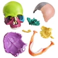 thumbnail image 3 of Modelo de calavera de anatom&iacute;a de 15 partes, anatom&iacute;a humana despiezada, desmontable, tama&ntilde;o palma, mini modelo de calavera m&eacute;dica de color humano, equipo d, 3 of 7